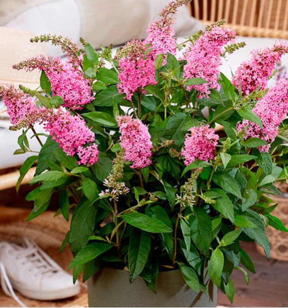 BUDDLEJA BUTTERFLY CANDY® LITTLE PINK BotEx 005