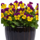 VIOLA SORBET XP YELLOW JUMP UP®