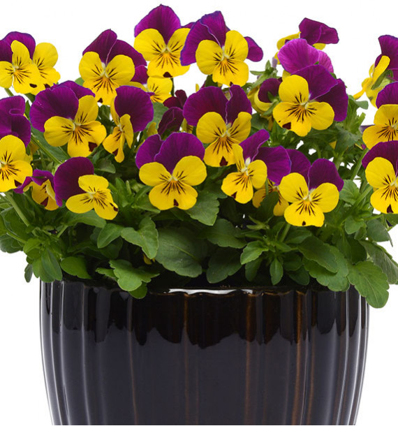 VIOLA SORBET XP YELLOW JUMP UP®