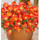 DELOSPERMA OCEAN SUNSET™ ORANGE VIBE