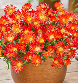 DELOSPERMA OCEAN SUNSET™ ORANGE VIBE