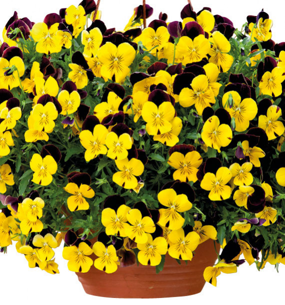 PENSEE CASCADE COOL WAVE™ RED WING IMPROVED