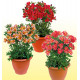 COLIBRIANT 3 ALSTROEMERES DUCHESSE® : 1 ELISABETH + 1 DIANE + 1 MARGUERITE