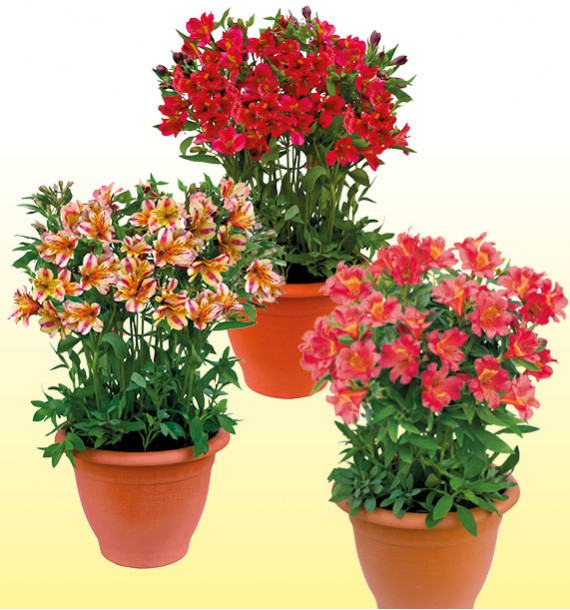 COLIBRIANT 3 ALSTROEMERES DUCHESSE® : 1 ELISABETH + 1 DIANE + 1 MARGUERITE