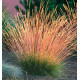 FETUQUE SUNRISE®(Lever de soleil)