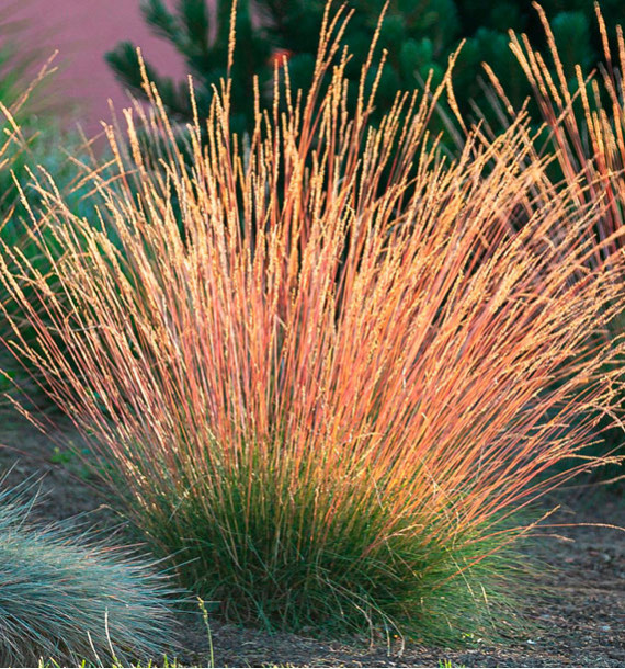 FETUQUE SUNRISE®(Lever de soleil)