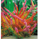 BRUYÈRE D’ÉTÉ WICKWAR FLAME