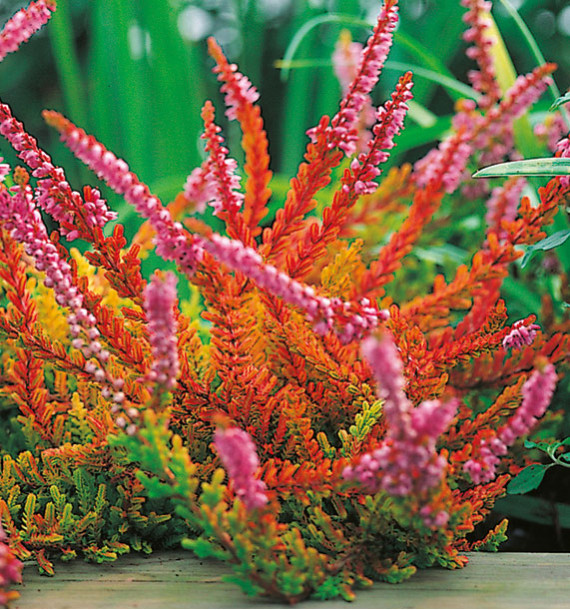 BRUYÈRE D’ÉTÉ WICKWAR FLAME