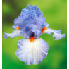 IRIS GERMANICA PRINCESSE CAROLINE DE MONACO