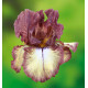 IRIS GERMANICA BURGUNDY BROWN
