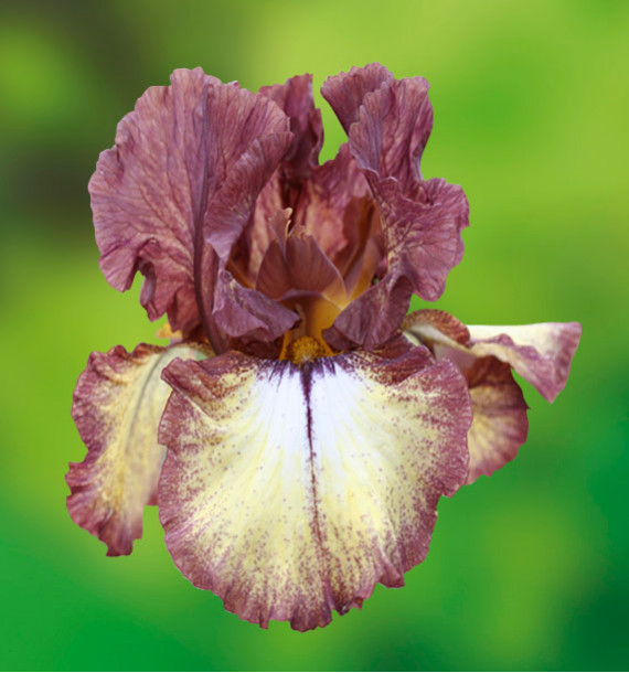 IRIS GERMANICA BURGUNDY BROWN