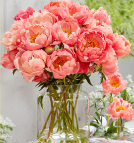 PIVOINE CORAL CHARM