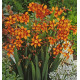 MONTBRETIA EMILIE MC KENZIE