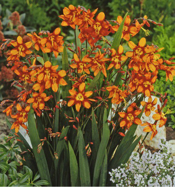 MONTBRETIA EMILIE MC KENZIE
