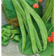 HARICOT D'ESPAGNE ROUGE