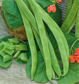 HARICOT D'ESPAGNE ROUGE