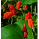 HARICOT D'ESPAGNE ROUGE