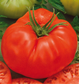 TOMATE BEEFMASTER