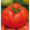 TOMATE BEEFMASTER