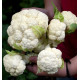 CHOU-FLEUR MULTI-HEAD F1