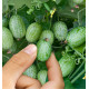 PETIT CORNICHON DU MEXIQUE