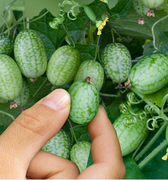 PETIT CORNICHON DU MEXIQUE