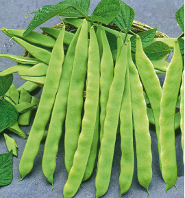 HARICOT À RAMES HELDA