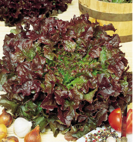 LAITUE À FEUILLE DE CHÊNE RED BOWL