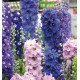 PIED D'ALOUETTE VIVACE DES JARDINS