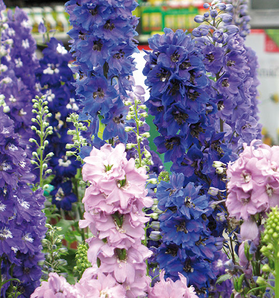 PIED D'ALOUETTE VIVACE DES JARDINS