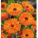 SOUCI DOUBLE DES JARDINS BALL'S ORANGE