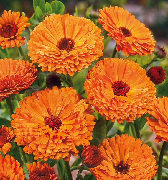 SOUCI DOUBLE DES JARDINS BALL'S ORANGE