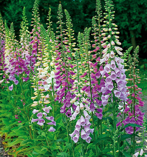 DIGITALE POURPRÉE GÉANT DE NOTRE-DAME