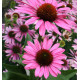 RUDBECKIE POURPRE