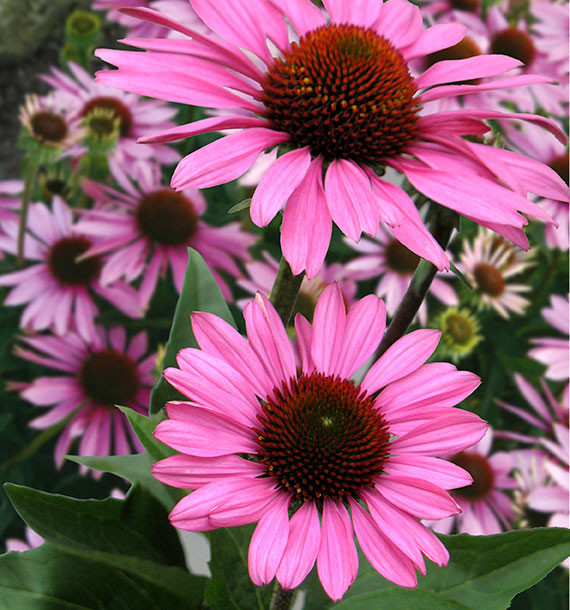 RUDBECKIE POURPRE