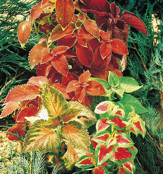 100 Graines Coleus Rainbow Mix - Plante D'intérieur Annuelle Colorée - Facile à Cultiver - Semis Décoratif - 4