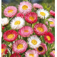 IMMORTELLE D'AUSTRALIE