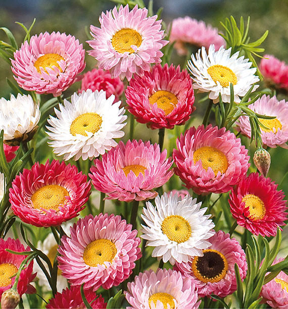 IMMORTELLE D'AUSTRALIE