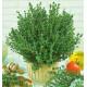 THYM D'ÉTÉ