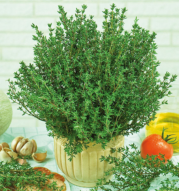 THYM D'ÉTÉ