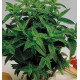 MENTHE CRÉPUE