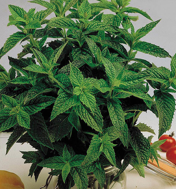 MENTHE CRÉPUE