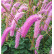 SANGUISORBA LILAC SQUIRREL