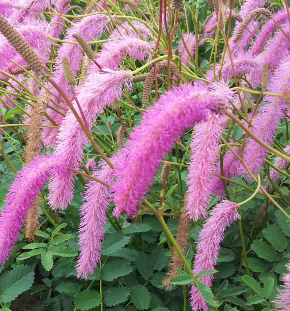 SANGUISORBA LILAC SQUIRREL