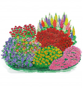 COLLECTION DE 22 PLANTES VIVACES : 3 ECHINACEAS PURPUREA + 5 ANCOLIES MCKANA + 3 JOHNSON'S BLUE + 3 STELLA DE ORO + 2 GÉRANIUMS SANGUINEUM + 2 PHLOX TENOR + 4 LUPINS DE RUSSEL