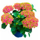 HORTENSIA CHÂTEAU DE WACKERBARTH®