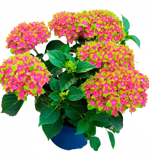 HORTENSIA CHÂTEAU DE WACKERBARTH®