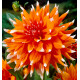 DAHLIA CACTUS COLOR SPECTACLE