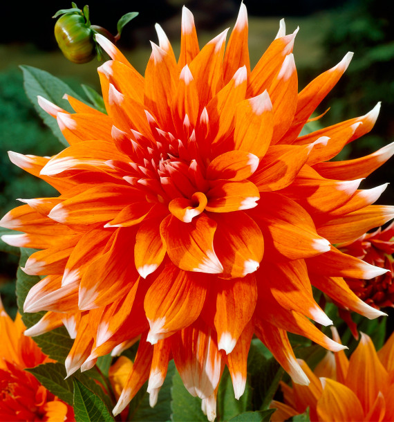 DAHLIA CACTUS COLOR SPECTACLE