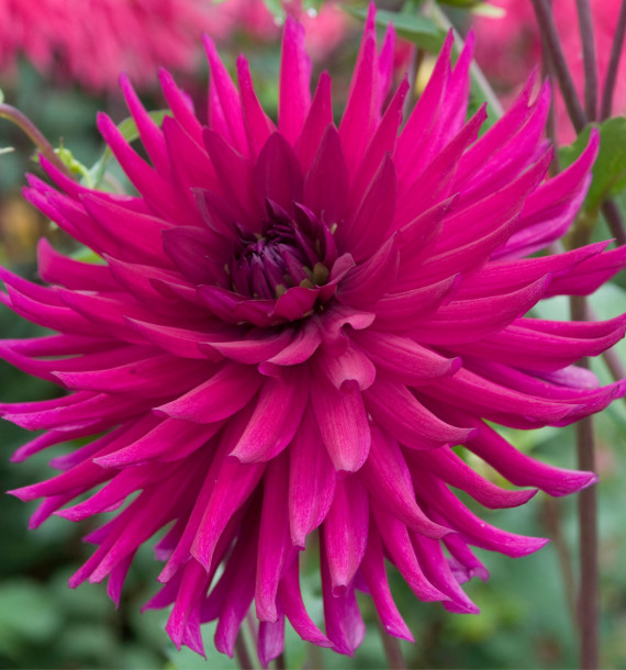 DAHLIA CACTUS PURPLE GEM